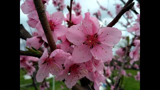Цветение персика. Весна 2021. фото