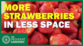 Vertical Strawberry Planter: Harvest More Strawberries in Less Space!