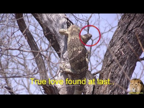 Monitor Lizard Looking For Love In A Tree