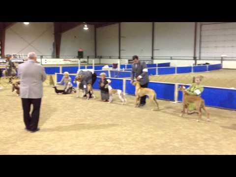 Miss P the #1 Beagle at Fort Garry Dog Show in October 2013