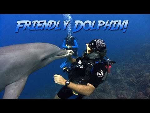Friendly Bottlenosed Dolphin | JONATHAN BIRD'S BLUE WORLD