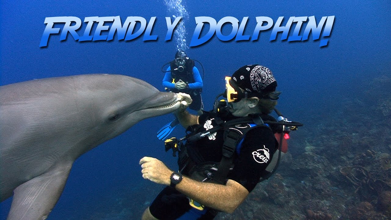 Friendly Bottlenosed Dolphin | JONATHAN BIRD'S BLUE WORLD