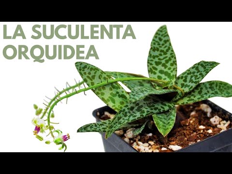 , title : 'la suculenta orquídea ledebouria socialis donsuculento'