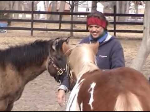 Download Top Wuman An Animal Bulu Fim 3gp Mp4 Codedwap