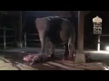 an elephant birth