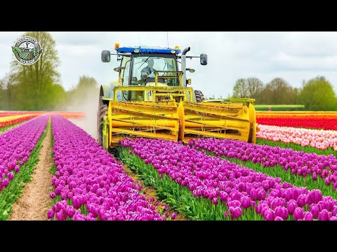 4 Billion Tulip Bulbs Are Harvested And Processed This Way | Farming Documentary