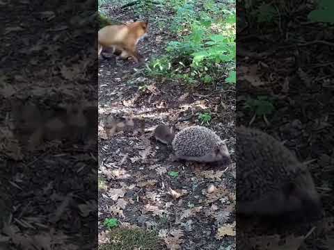 Hedgehog Strikes! fox Faces Trouble PART 03🦔💥#Wildlife #Animals #Hedgehog