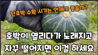 호박이 열리다 노래지고 떨어질때 이렇게 하세요(단호박은 이때?수확)~ #호박재배 #호박키우기 #호박이안열릴때…