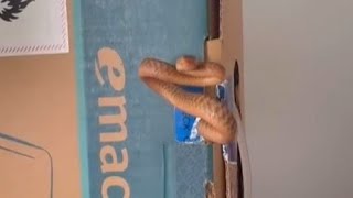 One-very-defensive-Brown-Tree-Snake-in-t#venomouscreatures #treeanimal #wildliferescue #wildlife