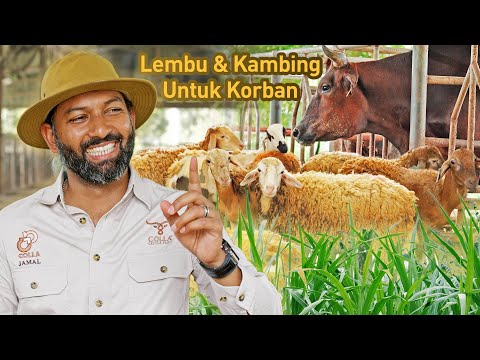 , title : 'Ladang Lembu & Kambing BUMIPUTERA Terbesar di Malaysia | Colla Cattle Farm'