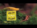 MUSIC KIDS MOSLSL SAMIHINI NATGO KIDS 55