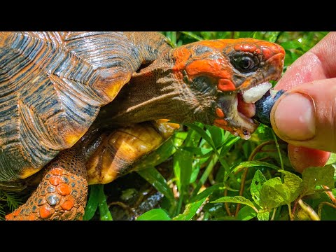 Feeding my Tortoises and Turtles!!!Feeding Friday