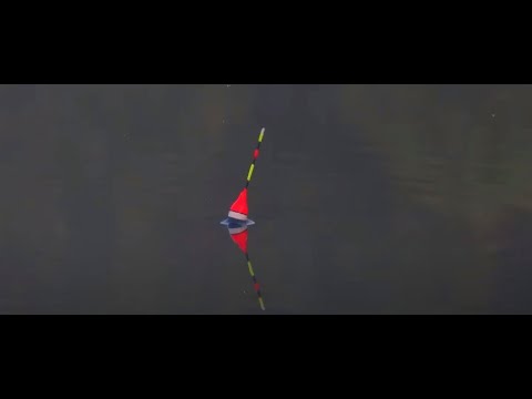 Pescuit La Pluta CARAS Salbatic cu MAMALIGA - Simplu si frumos pe Balta Salbatica