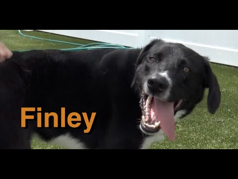 My name is Finley: Pyrenees dog, Aussie dog, Border Collie dog mix needs a home.