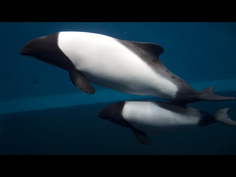 Tetsu旅 三重県 鳥羽水族館