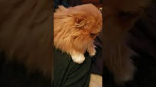 Muffin and Red