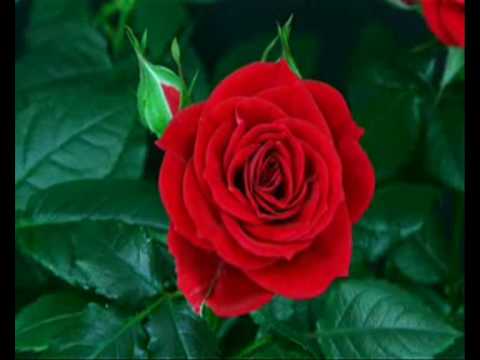 Si las flores pudieran hablar