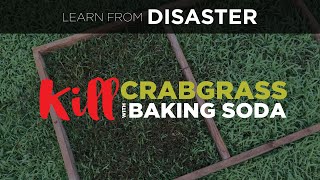 Baking Soda to Kill Crabgrass: What About My "Real" Grass?