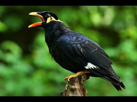 Speaker Cenzou - Stai Come Il Merlo