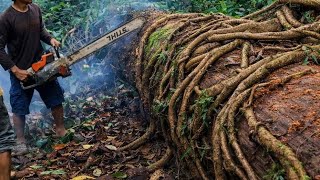 Download lagu Kayu ulin part2 kayu terkuat di bumi mp3