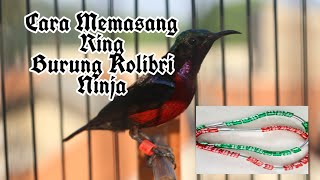 Download lagu Cara Pemasangan Ring Burung Kolibri Ninja/Konin mp3
