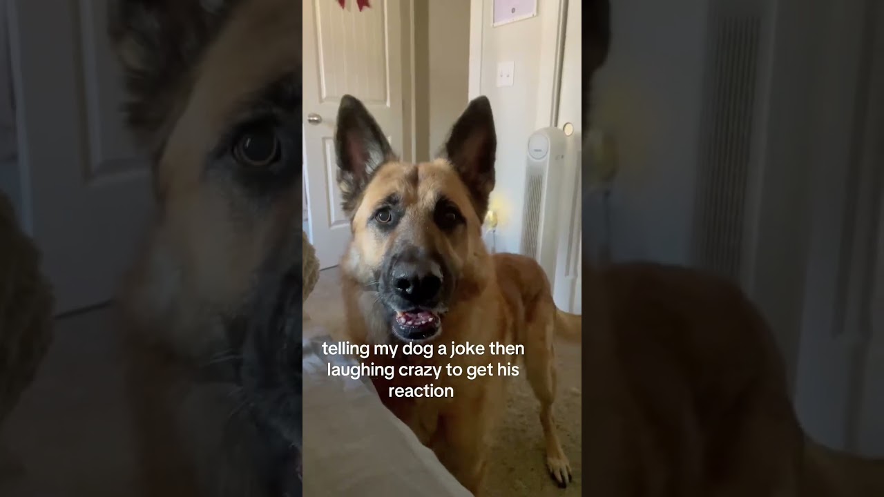 Tell a joke, then laugh suddenly to see their reaction#dog #funny #fyp #foryou #trend