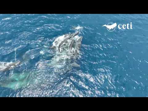 Sperm whales holding baby above water Video © Project CETI WHTWM TR