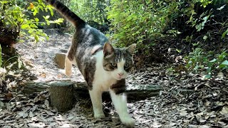 大きな喉鳴り全身で甘えてくれるかわいいキジ白猫ちゃん