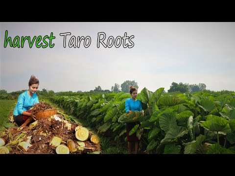 harvest Taro Roots with my brothers In my hometown Have you ever seen such a large plantation