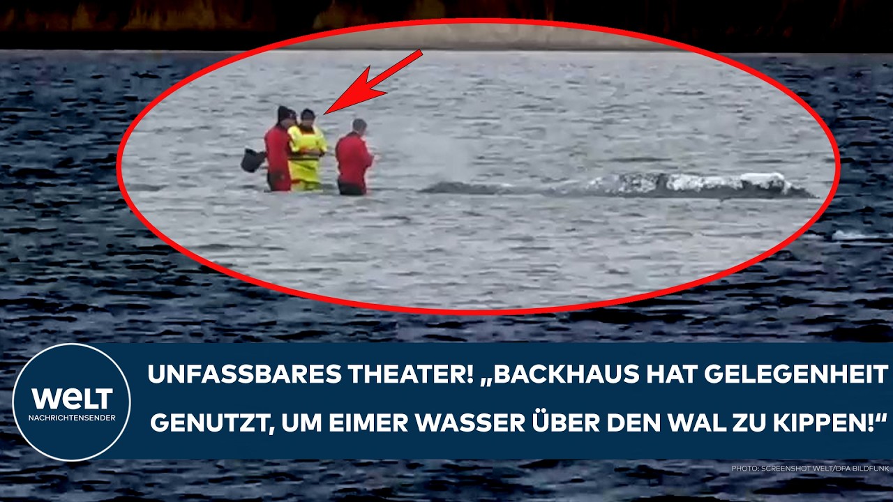 INSEL POEL: Unfassbar! „Backhaus hat Gelegenheit genutzt, um Eimer Wasser über den Wal zu kippen!“