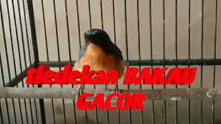 Download lagu pancingan tledekan bakau agar emosi dan narung|TLEDEKAN BAKAU GACOR mp3