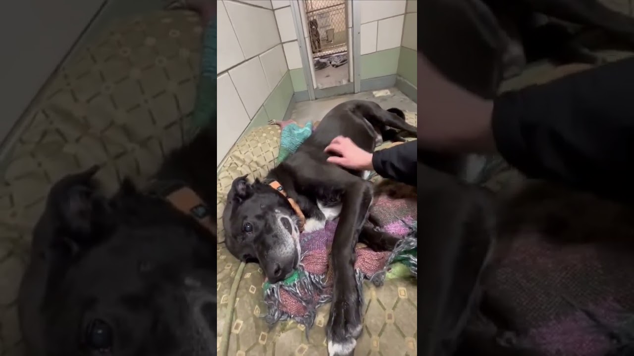 Enlarge Zeus, a Adoptable mixed breed in Shippenville, PA video 3/6