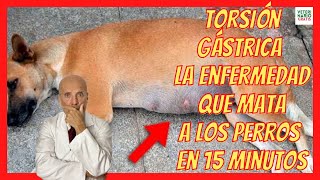 LA TORSIÓN GÁSTRICA O DE ESTÓMAGO EN PERROS  💚 PUEDE MATAR A TU PERRO EN MENOS DE 15 MINUTOS