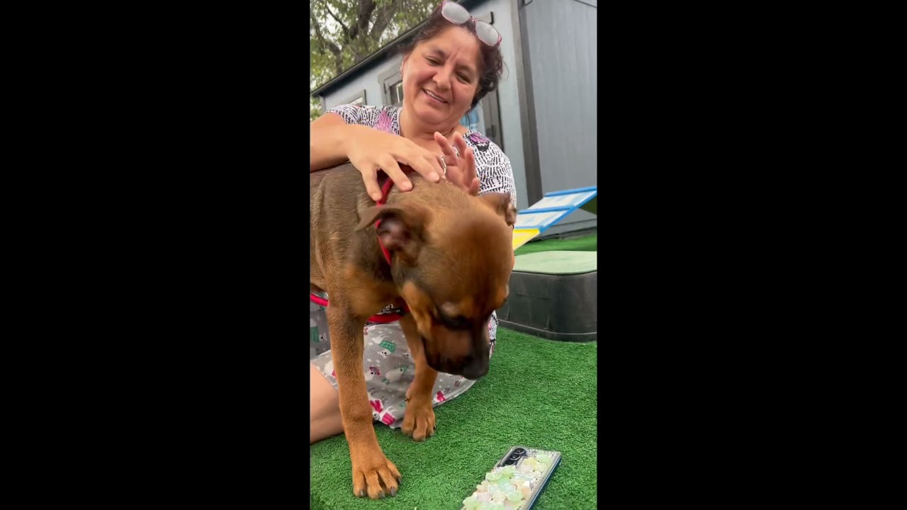 Enlarge Danny, a Adoptable mixed breed in Burbank, CA video 6/6