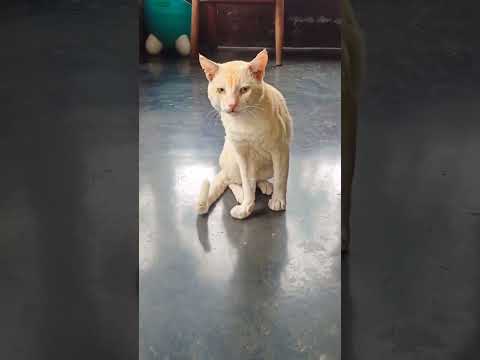 😻😻🧿🧿 #cat #catlover #pets