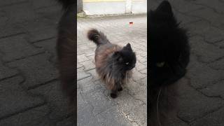 バイト先に来るデカ猫