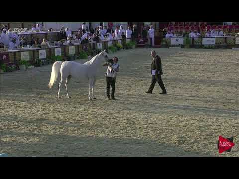 N.117 NOOR AL RAYYAN - 2019 Qatar International show - Mares 7-10 Years Old (Class 8)