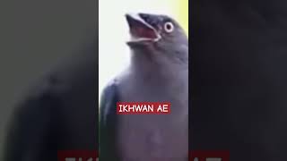 Download lagu MASTERAN ROLL TEMBAK SUPER EDAN ‼️bikin tumbang lawan.... #masteran #masteranburung #masteranampuh mp3