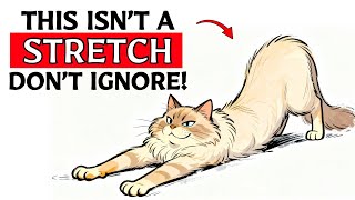 If Your Cat Stretches When They See You, This Is What It Means...