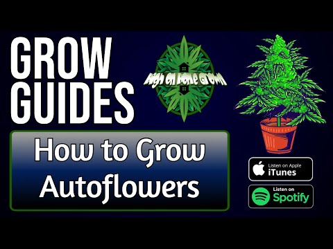 How to Grow Autoflowering Cannabis Plants | Grow Guides Episode 40