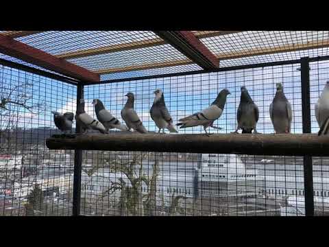 Englische Tippler Tipler Tipplers-Schweiz 🇨🇭