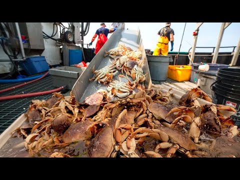 Awesome Commercial  Crabbing Trap Under  Deep Sea  - A Lot of Live Crabs Are Caught on the Boat