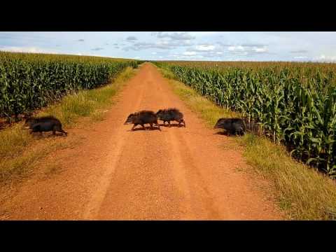 Porcos do mato na lavoura de milho 2