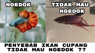 Download lagu PENYEBAB IKAN CUPANG TIDAK MAU NGEDOK mp3