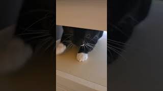 Piper, The Tuxedo Cat With A Mustache, Meeting Part 1
