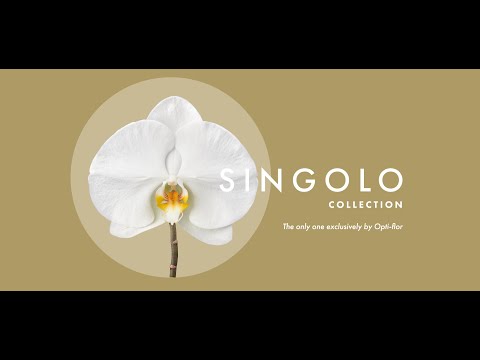 , title : 'Opti-flor Singolo Collection'