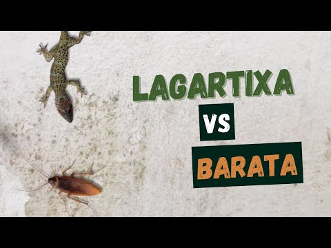 GEKKO HUNTING COCKROACH - GAMES FOR CATS