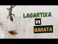 GEKKO HUNTING COCKROACH GAMES FOR CATS