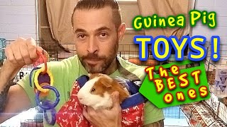 Toys For Guinea Pigs?!