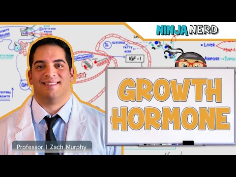 Endocrinology | Growth Hormone Video